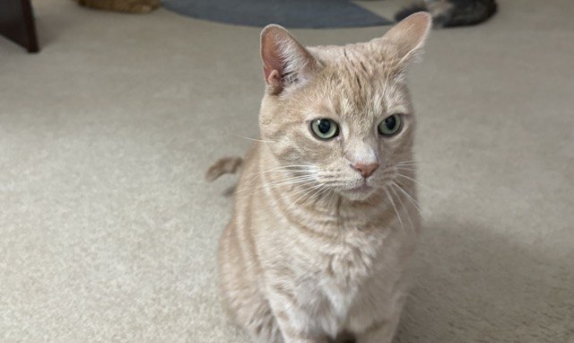 Bage is a talkative and opinionated cat who loves to engage with humans. He&rsquo;s a strong young male cat who enjoys being active and exploring. He loves feather toys, scratchers and laser pointers. He says he prefers to have his own space to do his activities without other pets bugging him all the time.
