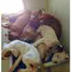 Boxer babies.jpg