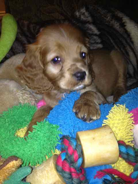 Buddy