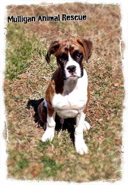 Cooper