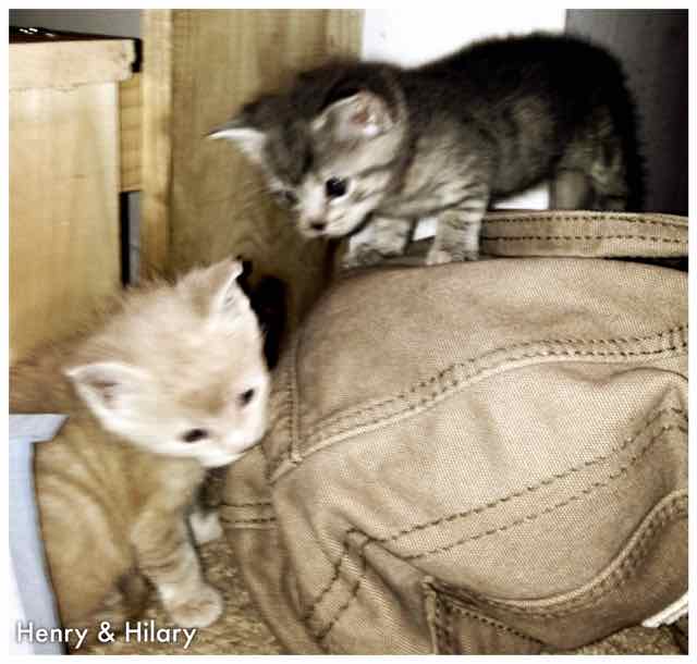 Hilary and Henry