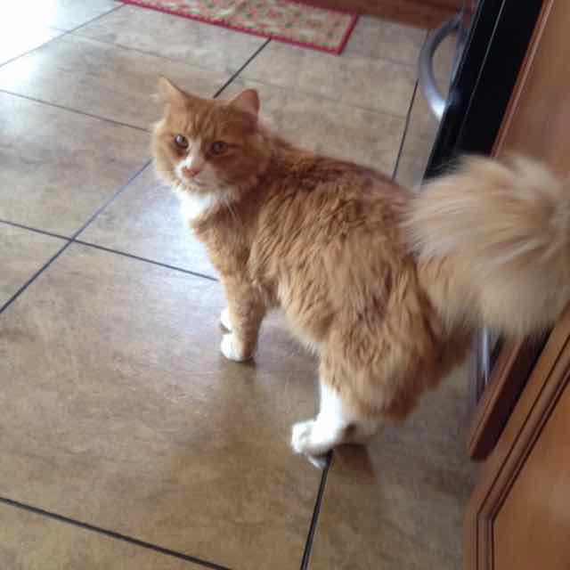 Leo