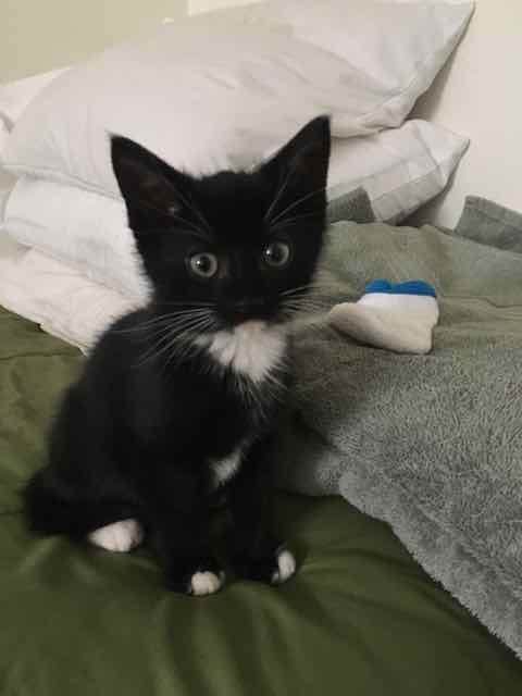 Luke (now Milton)