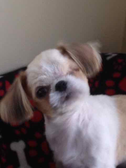 Maggie Moo