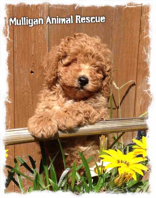 Mulligan
