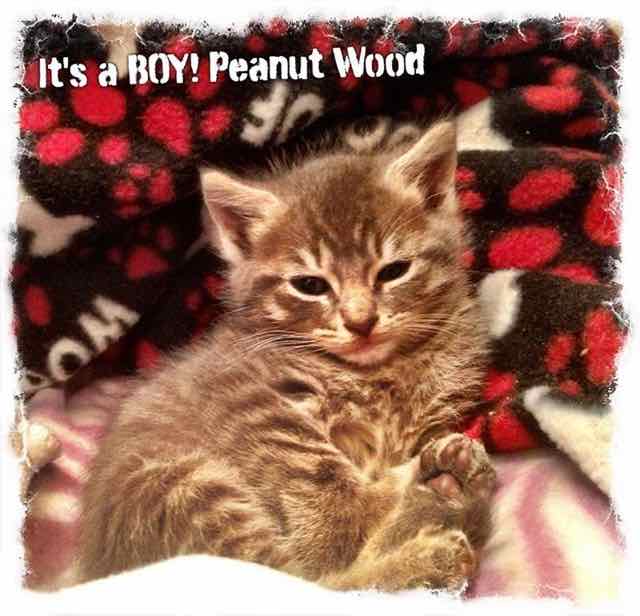 Peanut