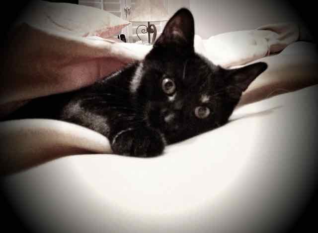Sawyer