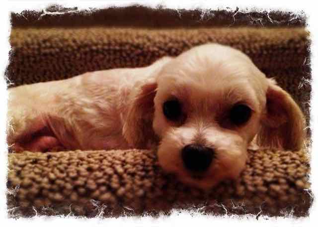 Shirley