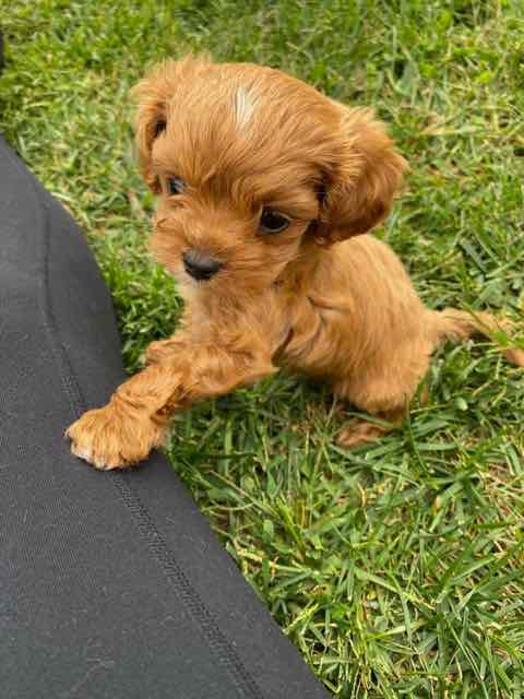 Tater Tot